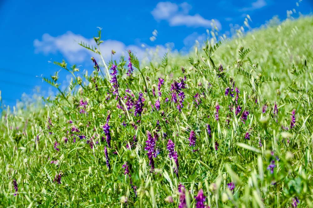 a field of purple flowers on a sunny day