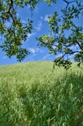 a field of grass with a blue sky in the background