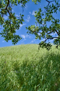 a field of grass with a blue sky in the background
