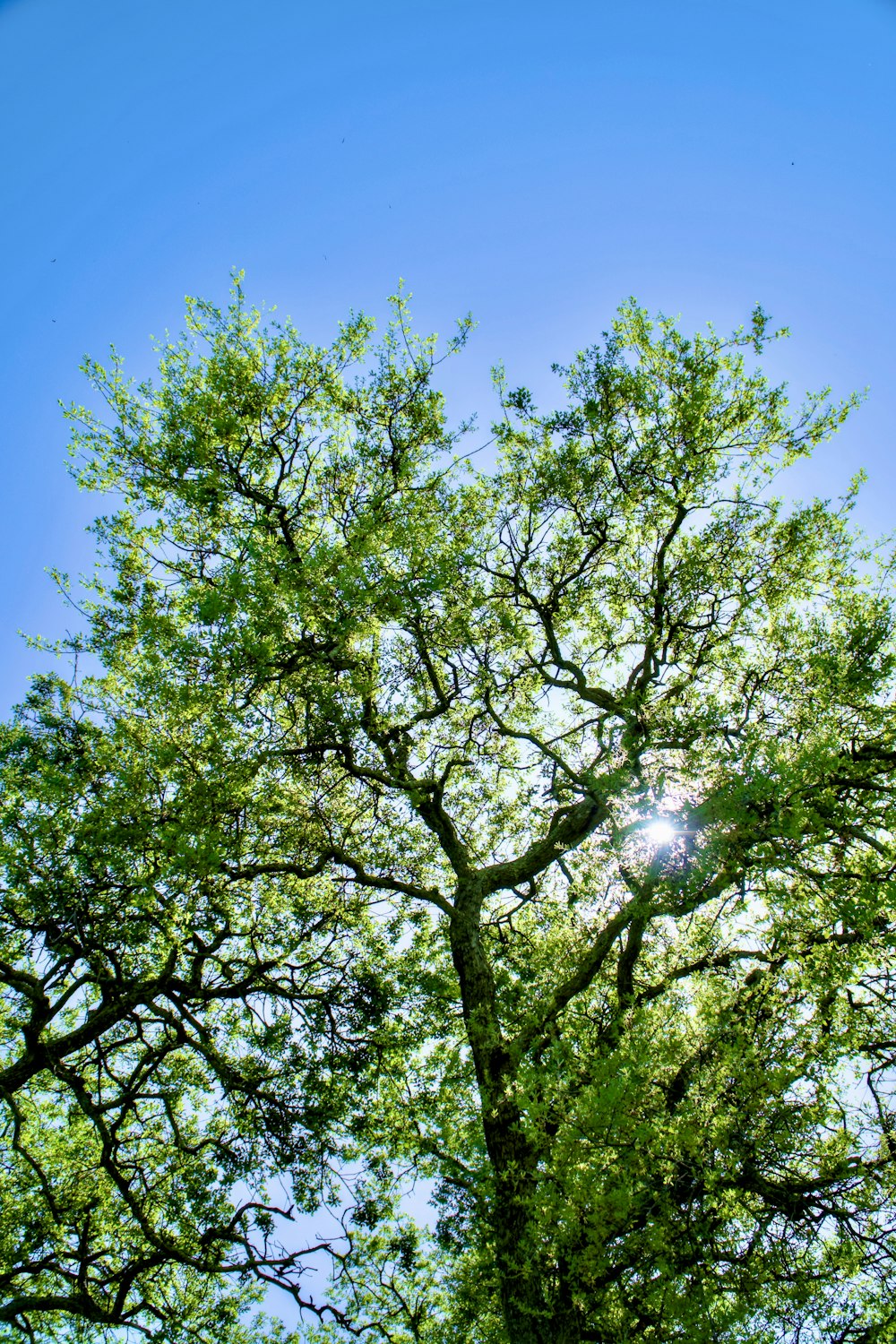 the sun shines through the leaves of a tree