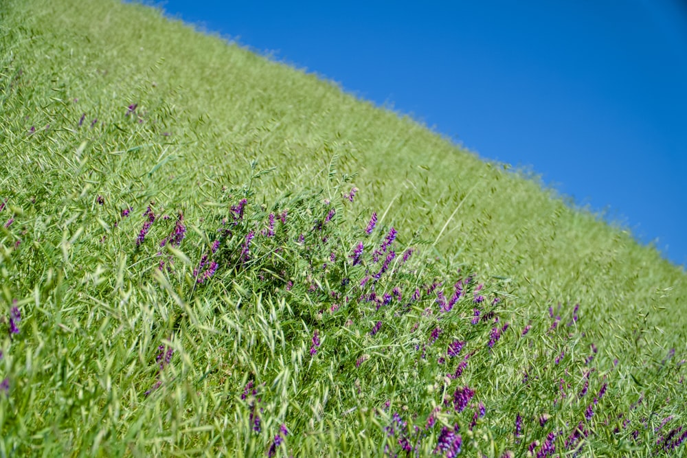 a grassy hill with purple flowers growing on it