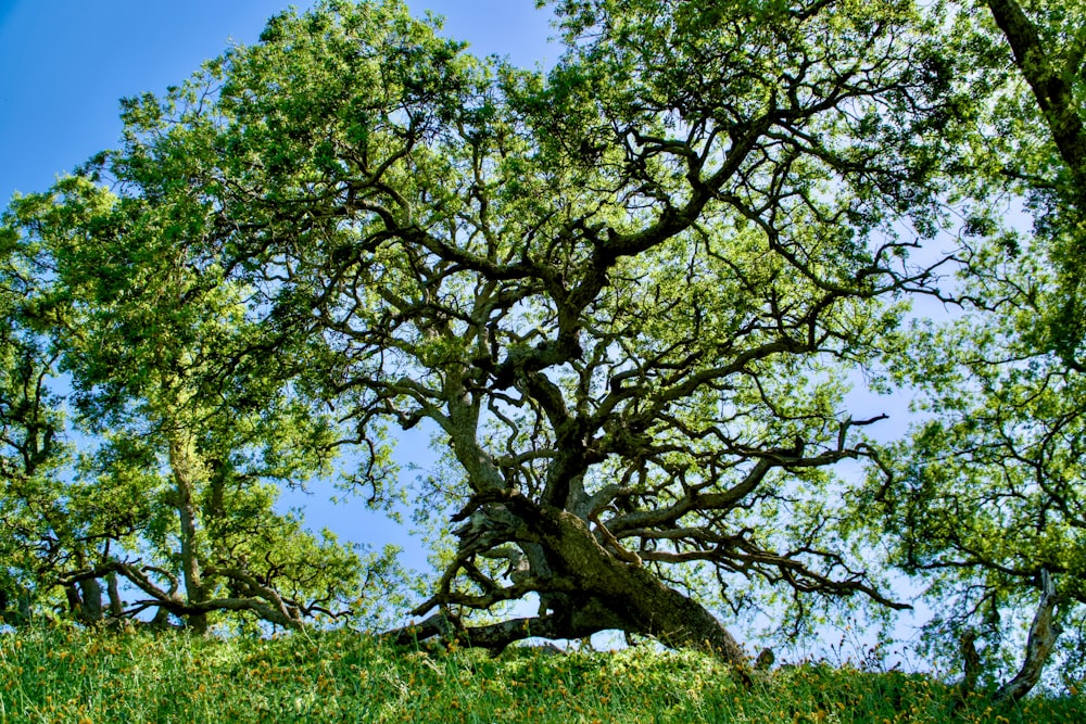 a large tree sitting on top of a lush green hillside