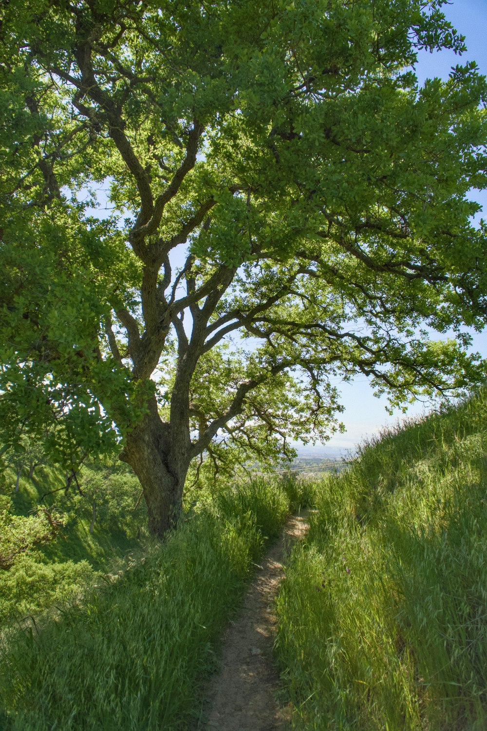 a path leading to a large tree on a hill