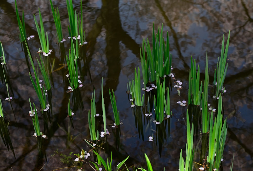 a group of green plants sitting next to a body of water