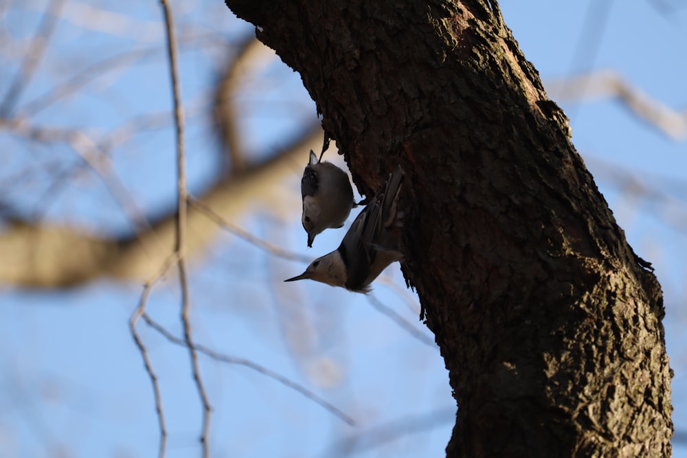 a bird is hanging upside down on a tree