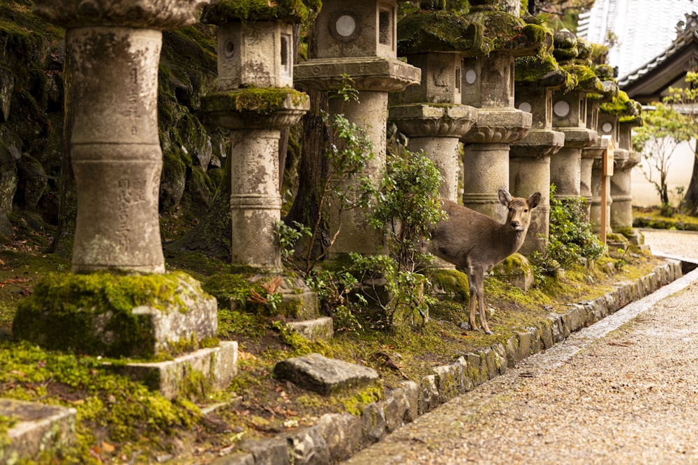 a deer standing next to a row of stone lanterns