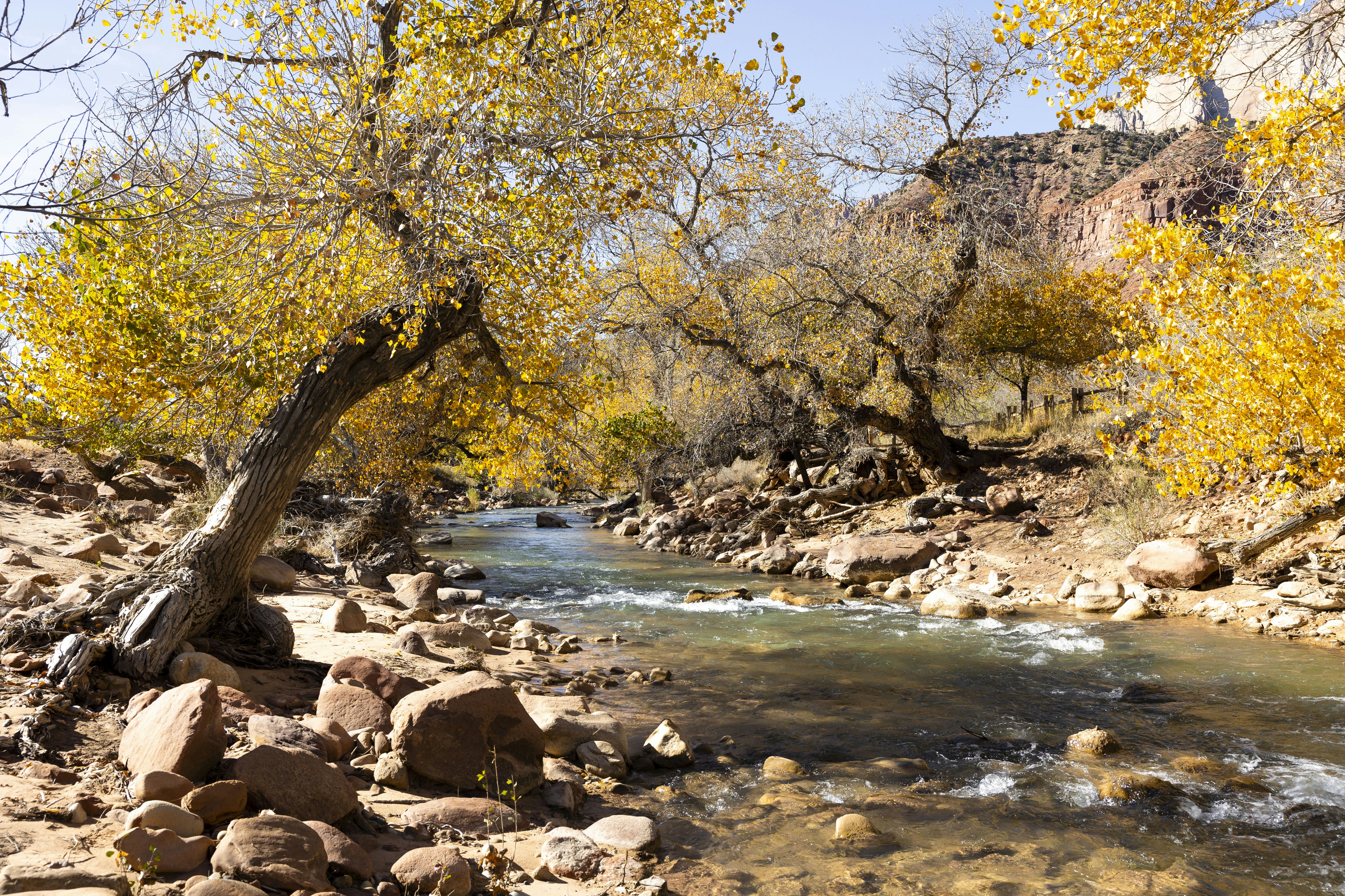 a river running through a forest filled with lots of rocks