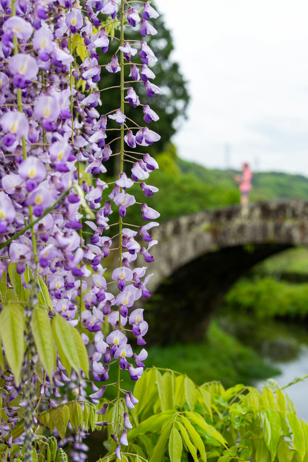 purple flowers are growing near a stone bridge