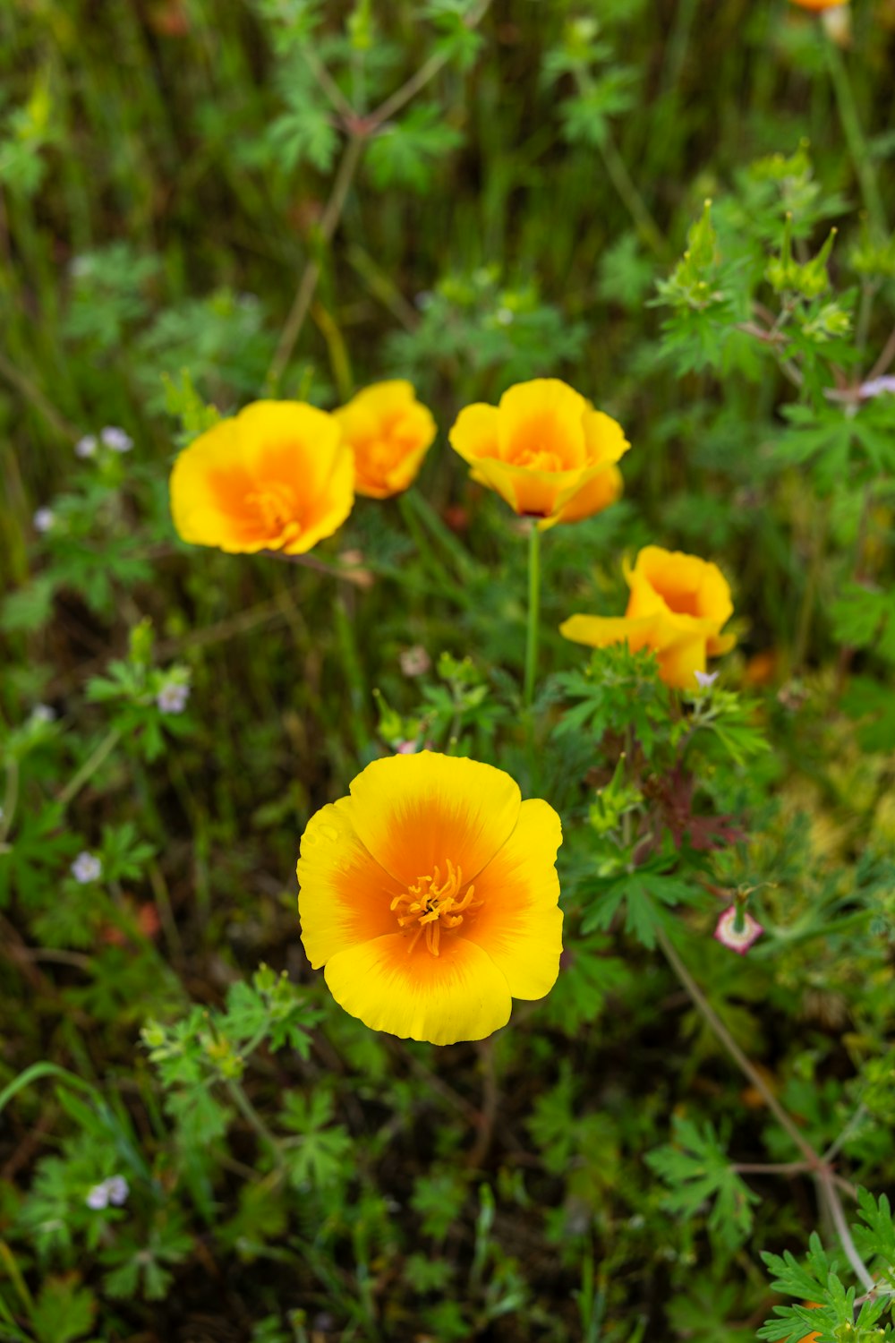 a group of yellow flowers growing in a field