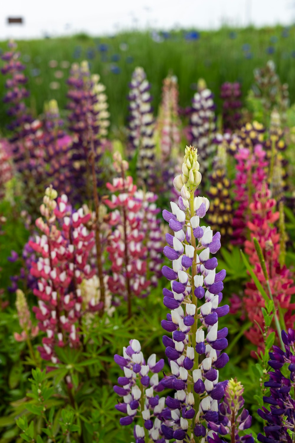 a field full of purple and white flowers