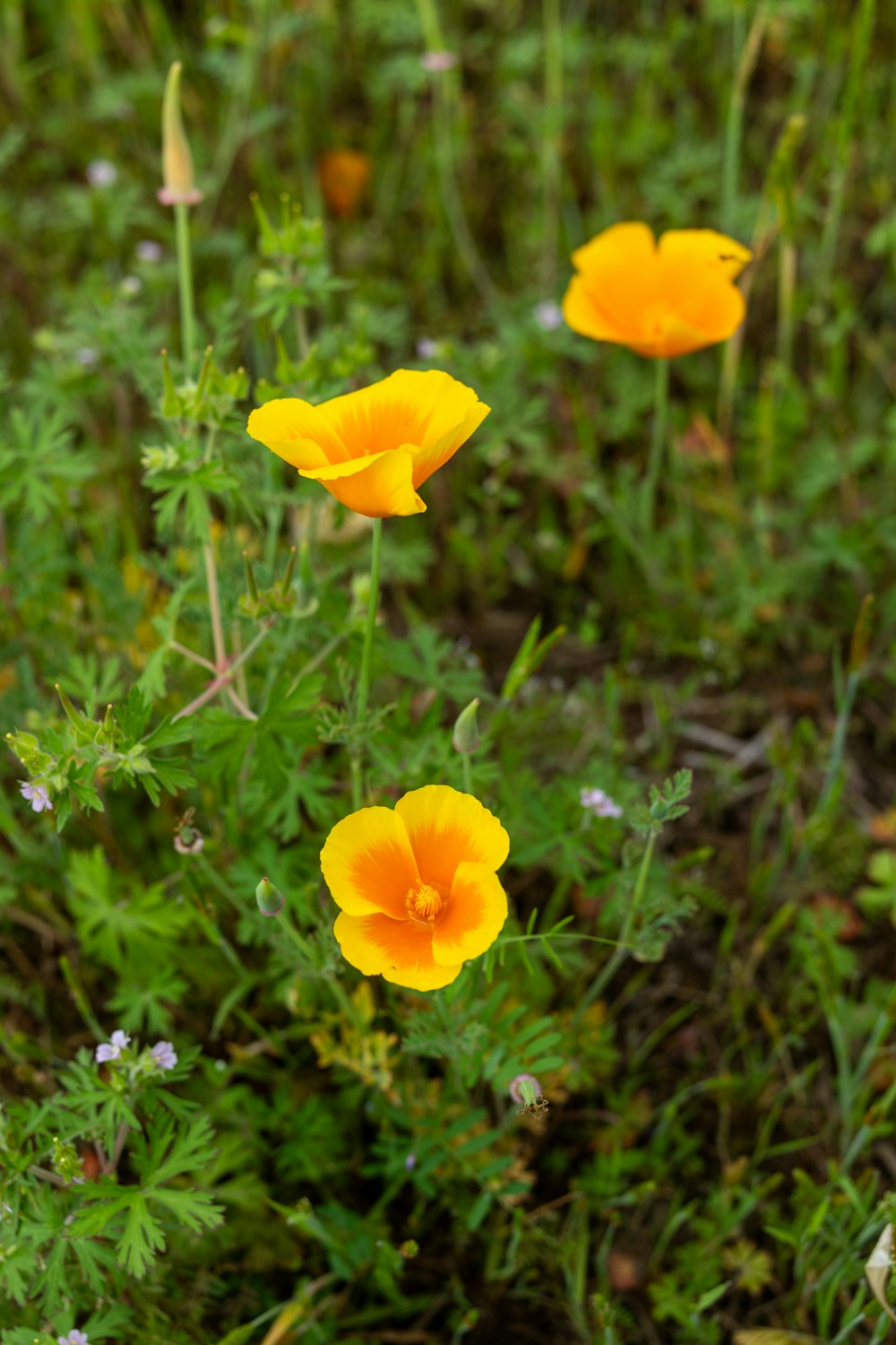 a group of yellow flowers growing in a field