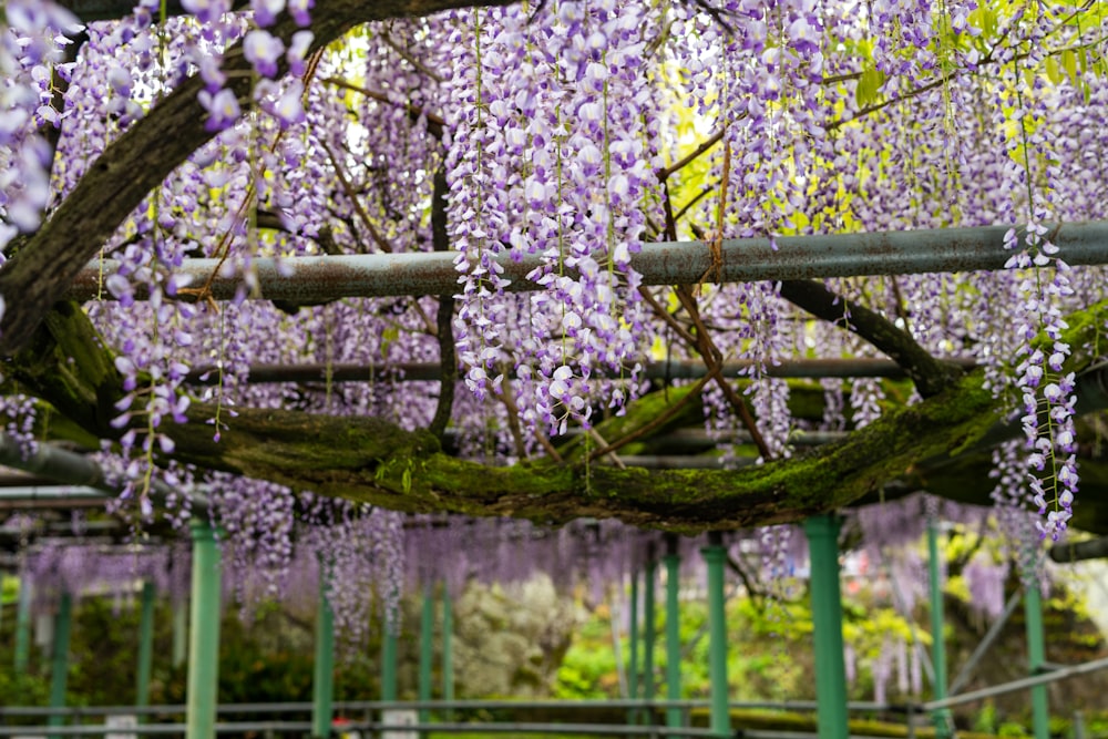 a tree with purple flowers hanging from it's branches