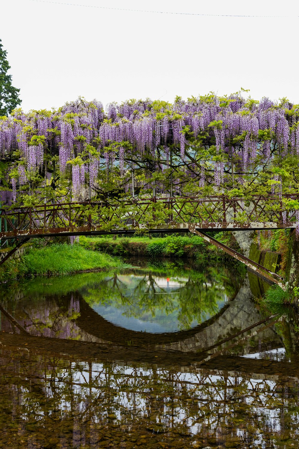 a bridge over a pond with purple flowers on it