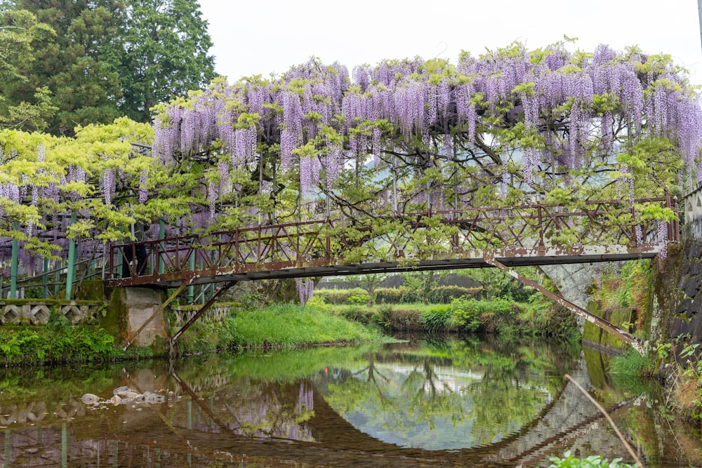 a bridge that has a bunch of purple flowers on it