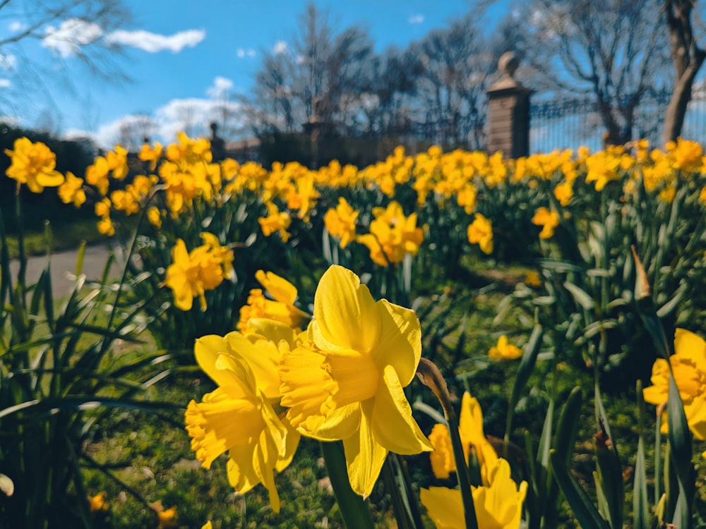 a field of yellow flowers with a fence in the background