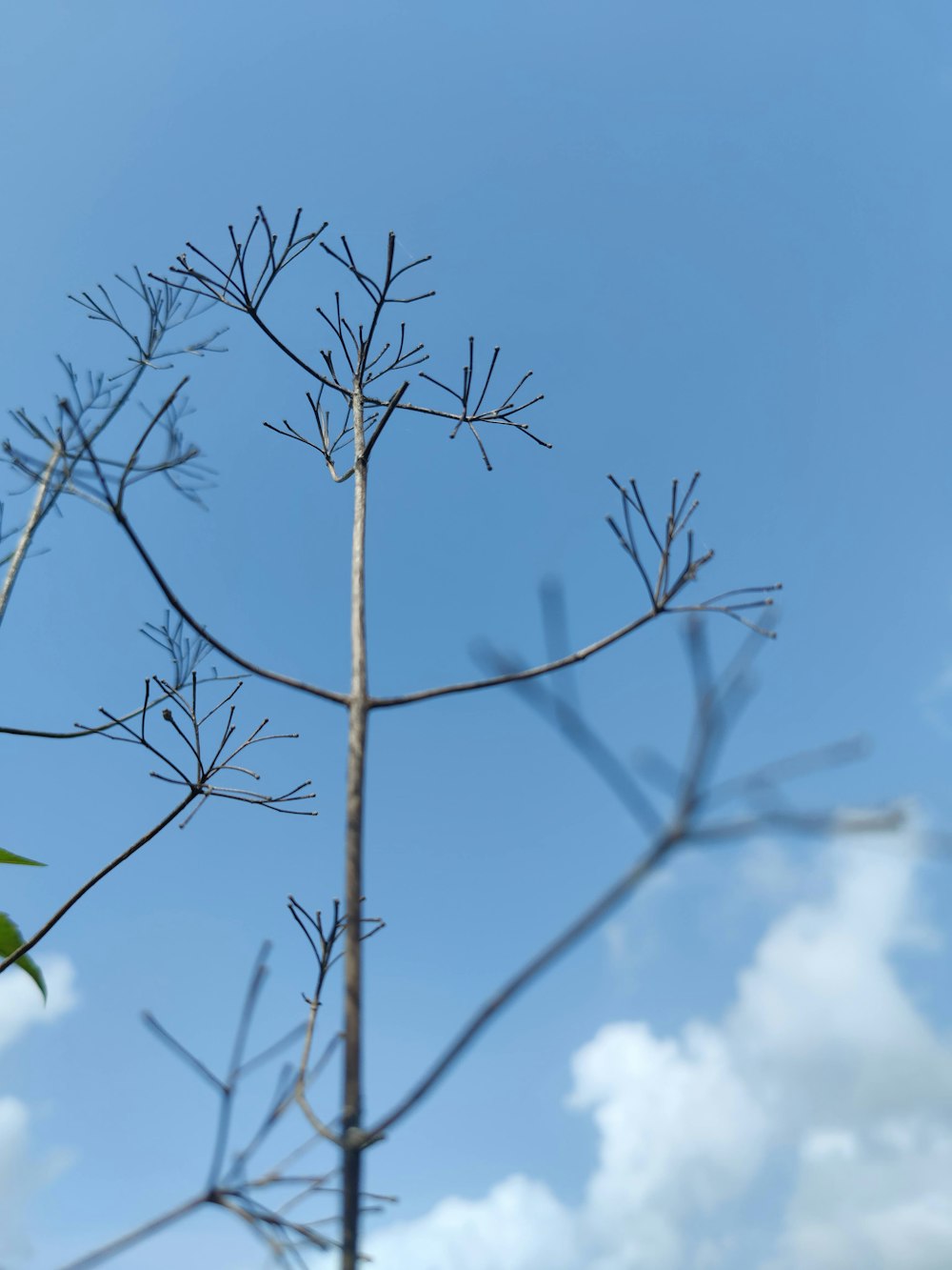 a tall plant with lots of leaves on it