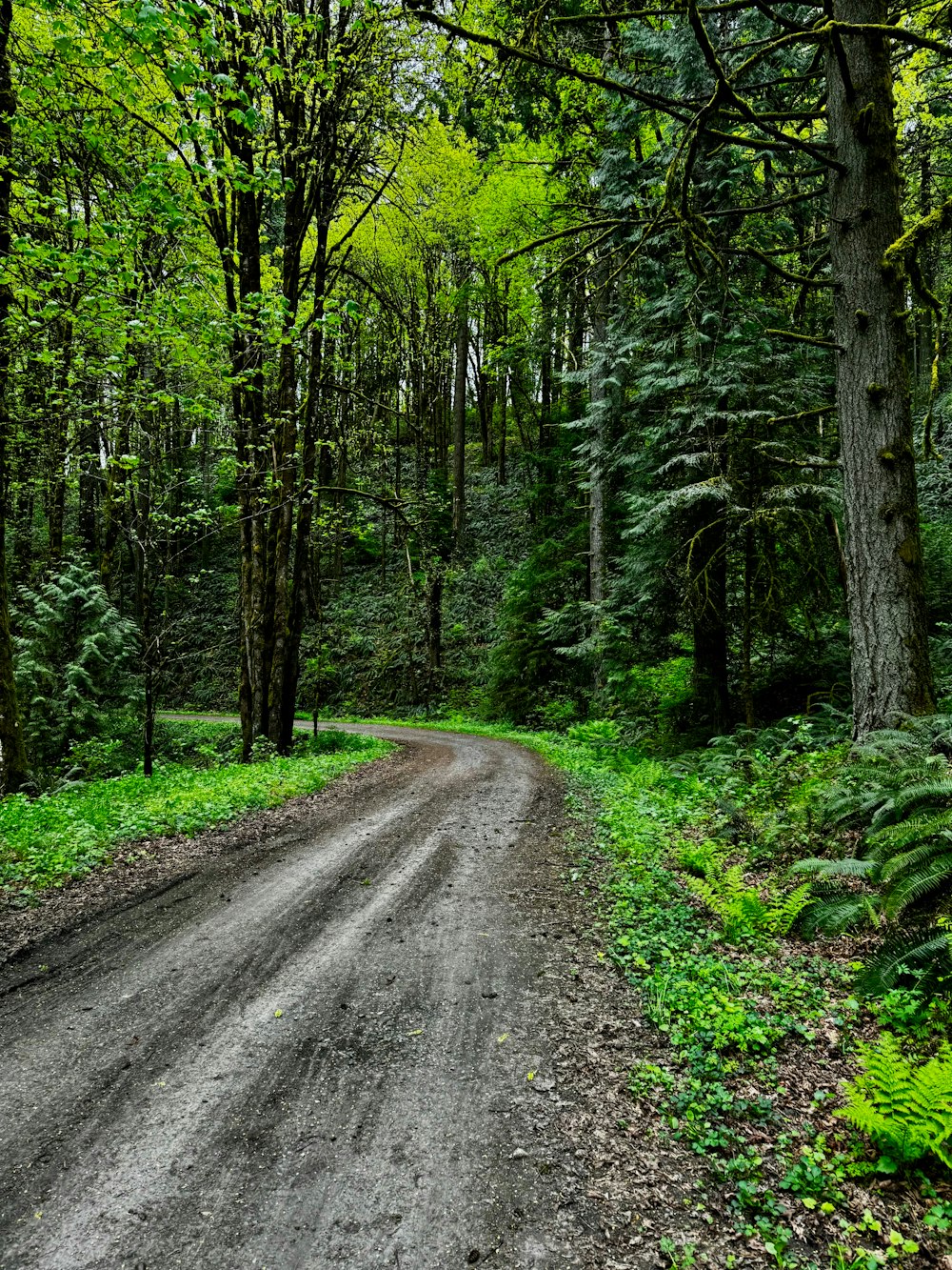 a dirt road in the middle of a forest