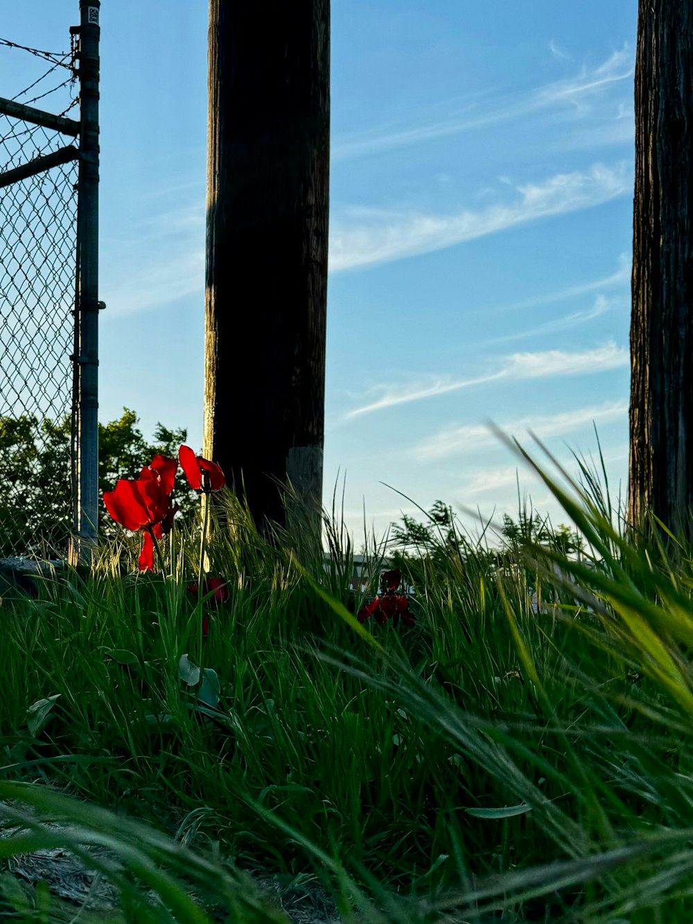 a red fire hydrant sitting in the grass next to a fence