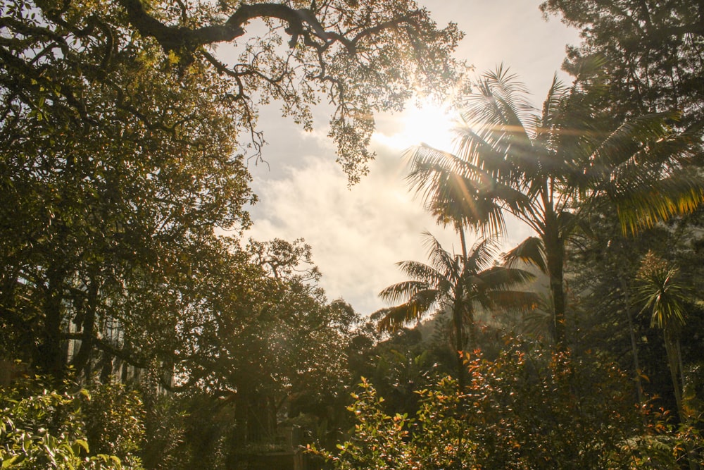 the sun is shining through the trees in the forest