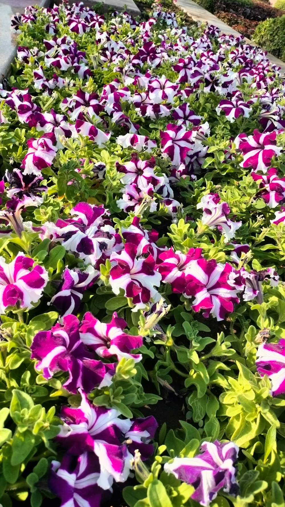 a field of purple and white flowers next to a road