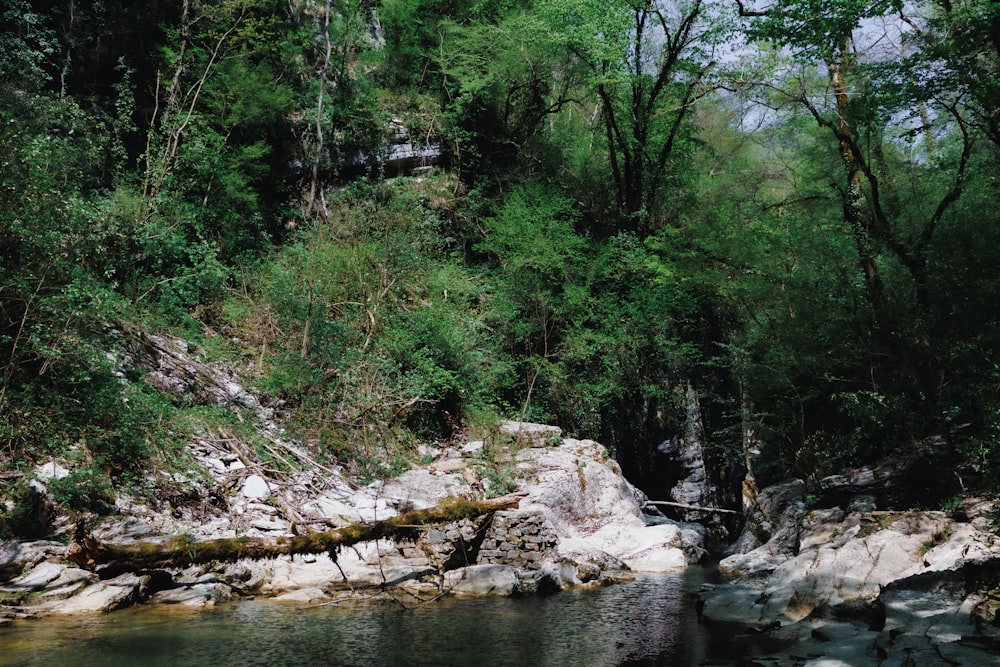 a stream running through a lush green forest