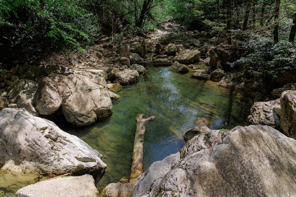 a river running through a lush green forest