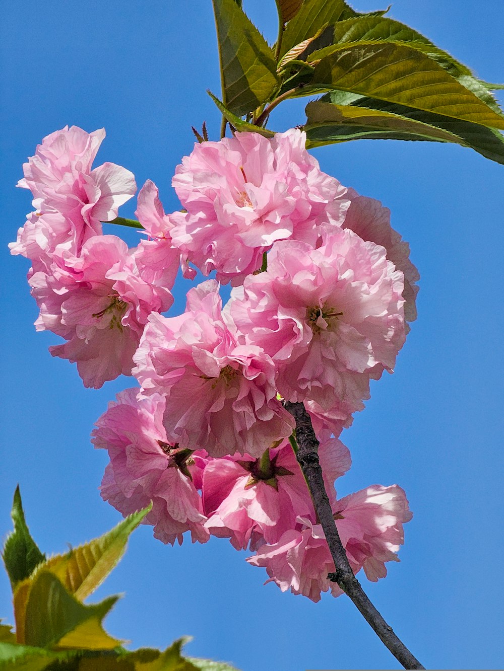 pink flowers are blooming on a tree branch