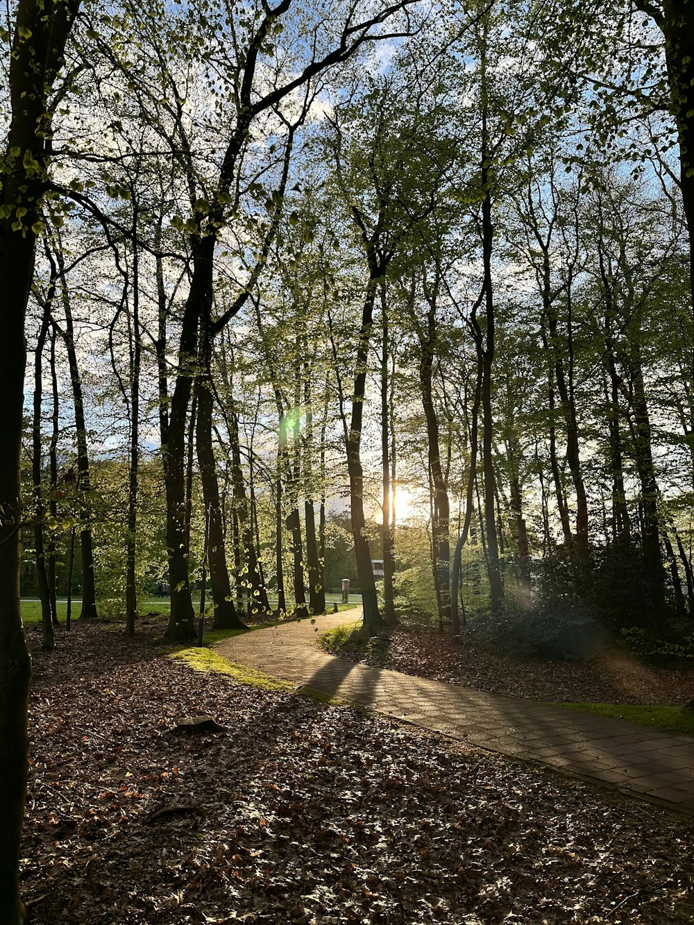 the sun is shining through the trees in the woods