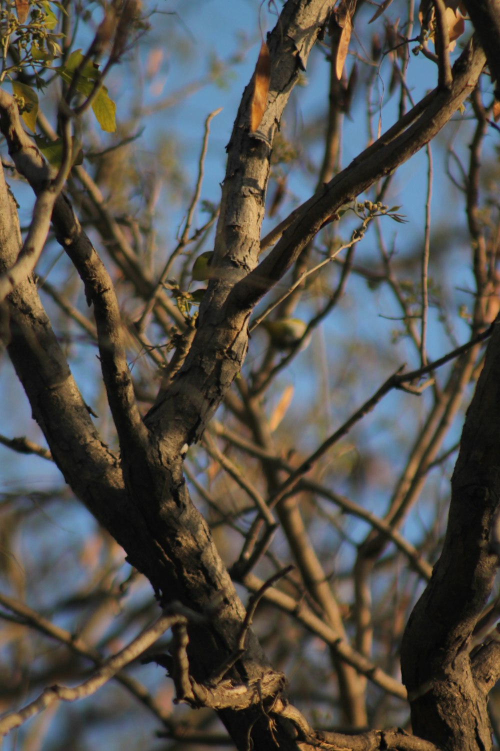 a bird perched on top of a tree branch