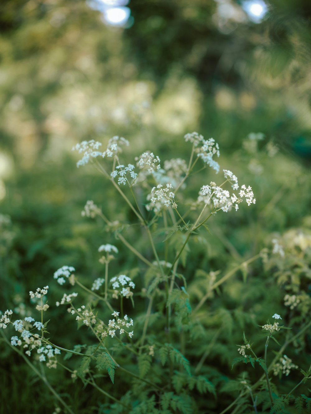 a close up of a plant in a field