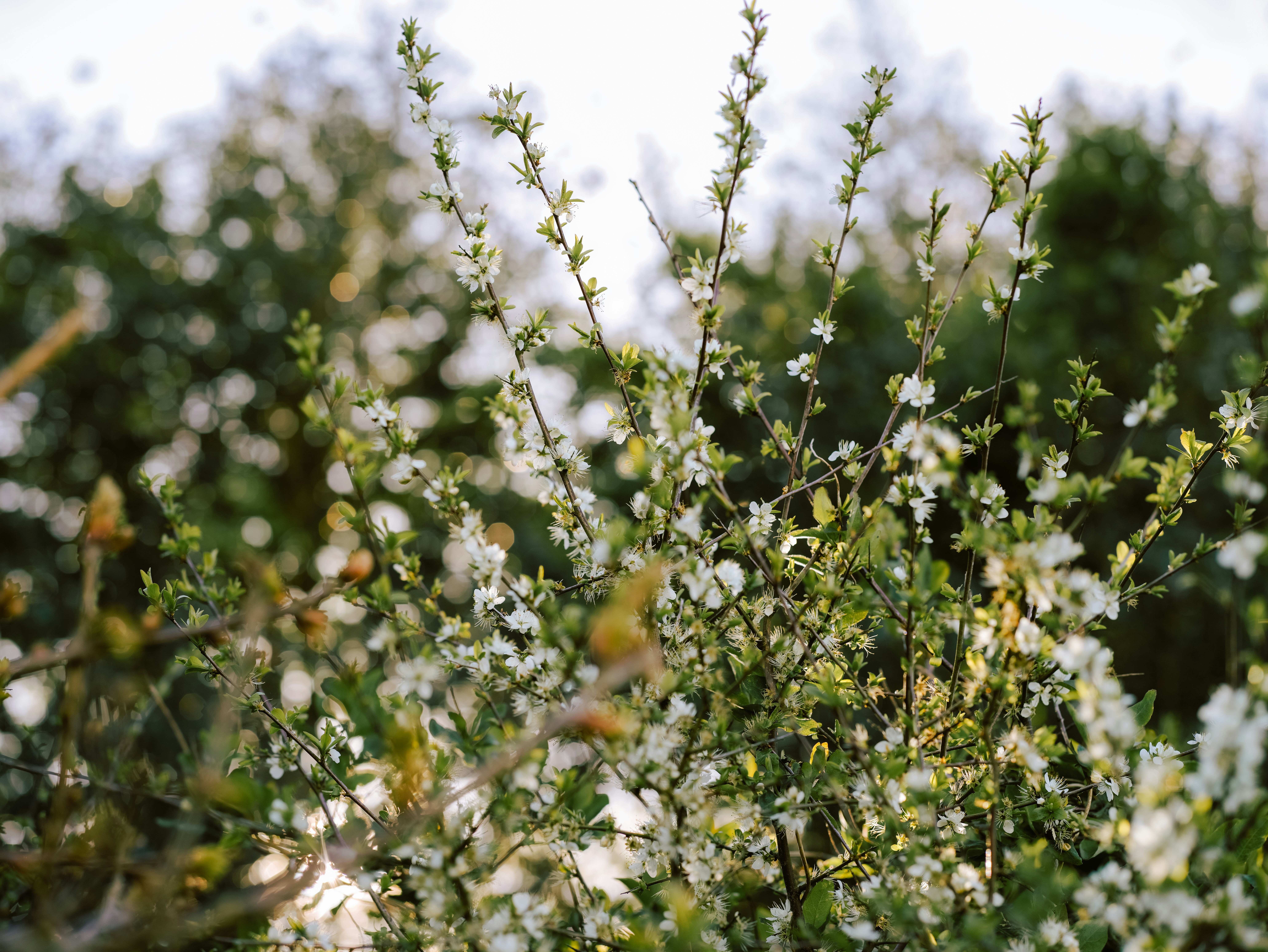 Photo by anniespratt