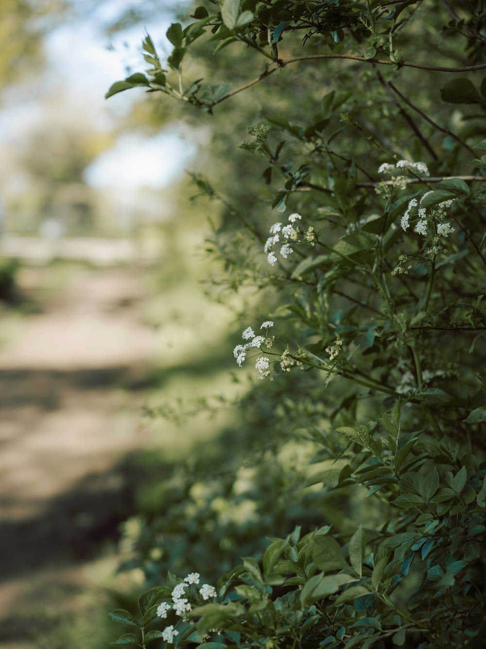 white flowers growing on the side of a dirt road