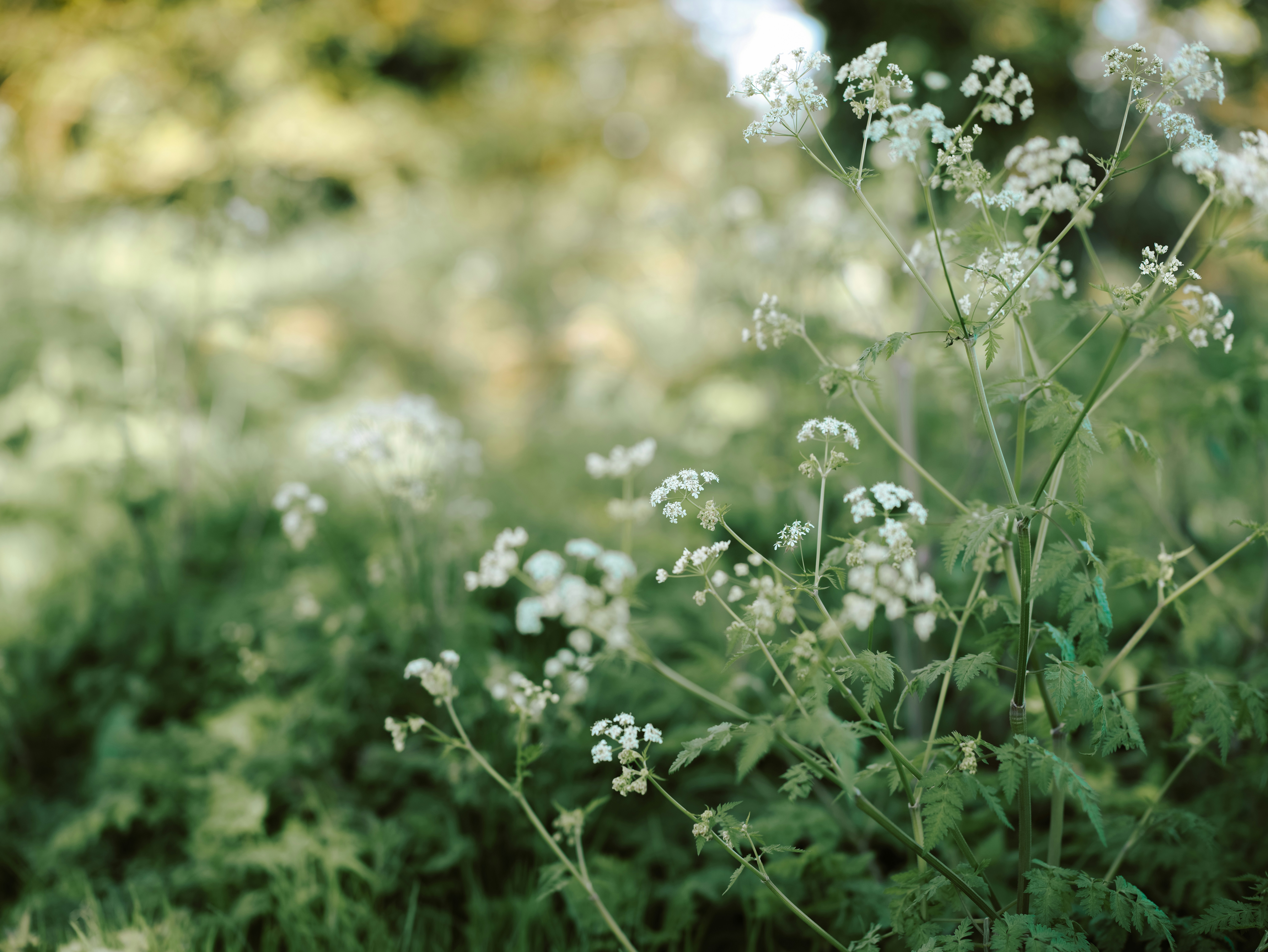 Photo by anniespratt