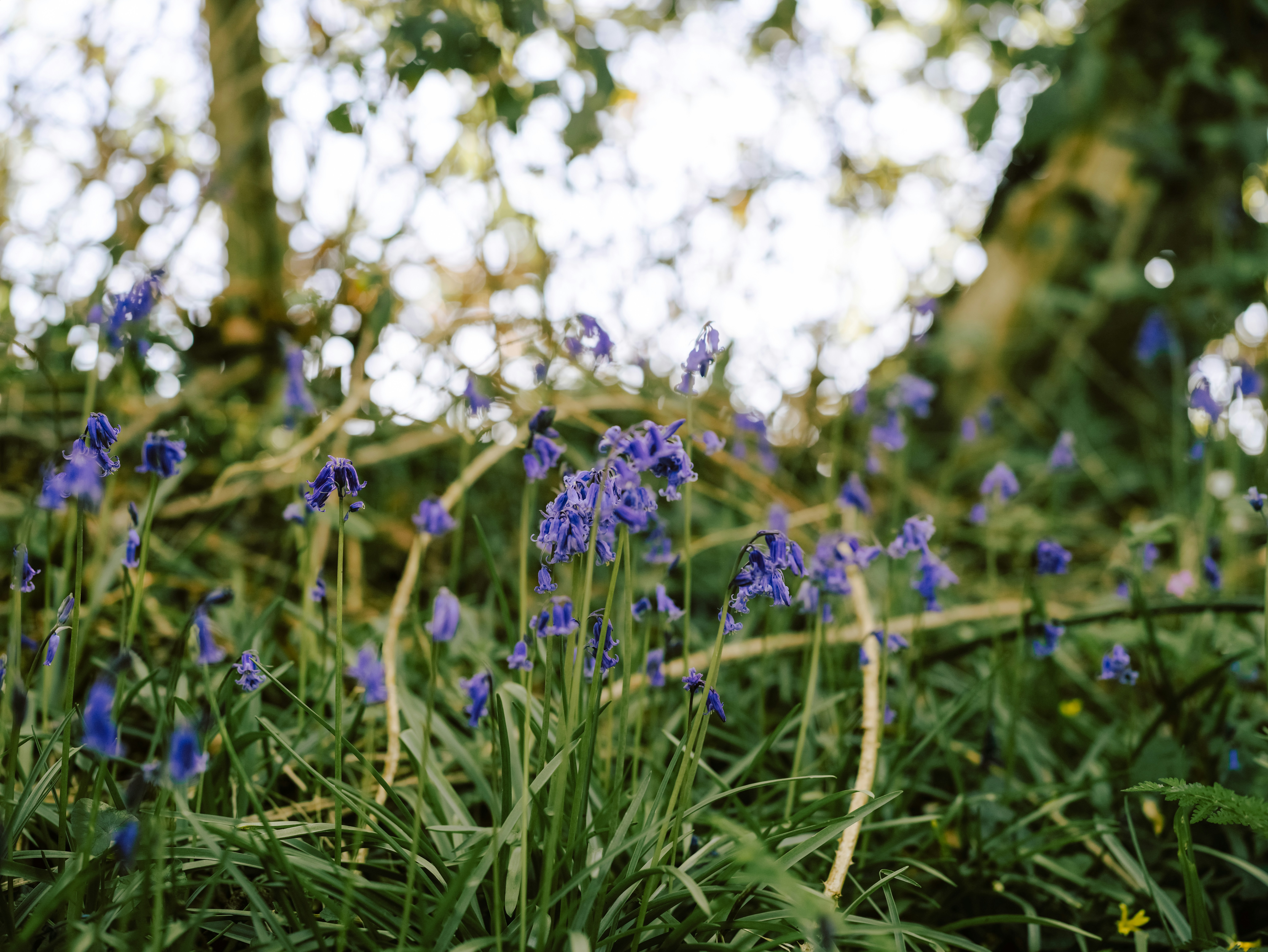 Photo by anniespratt