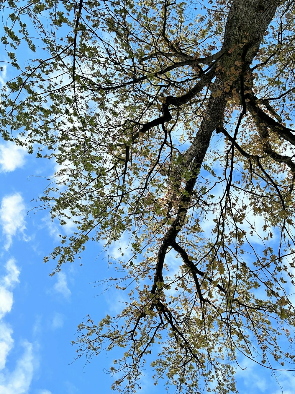 a view of a tree with leaves and sky in the background