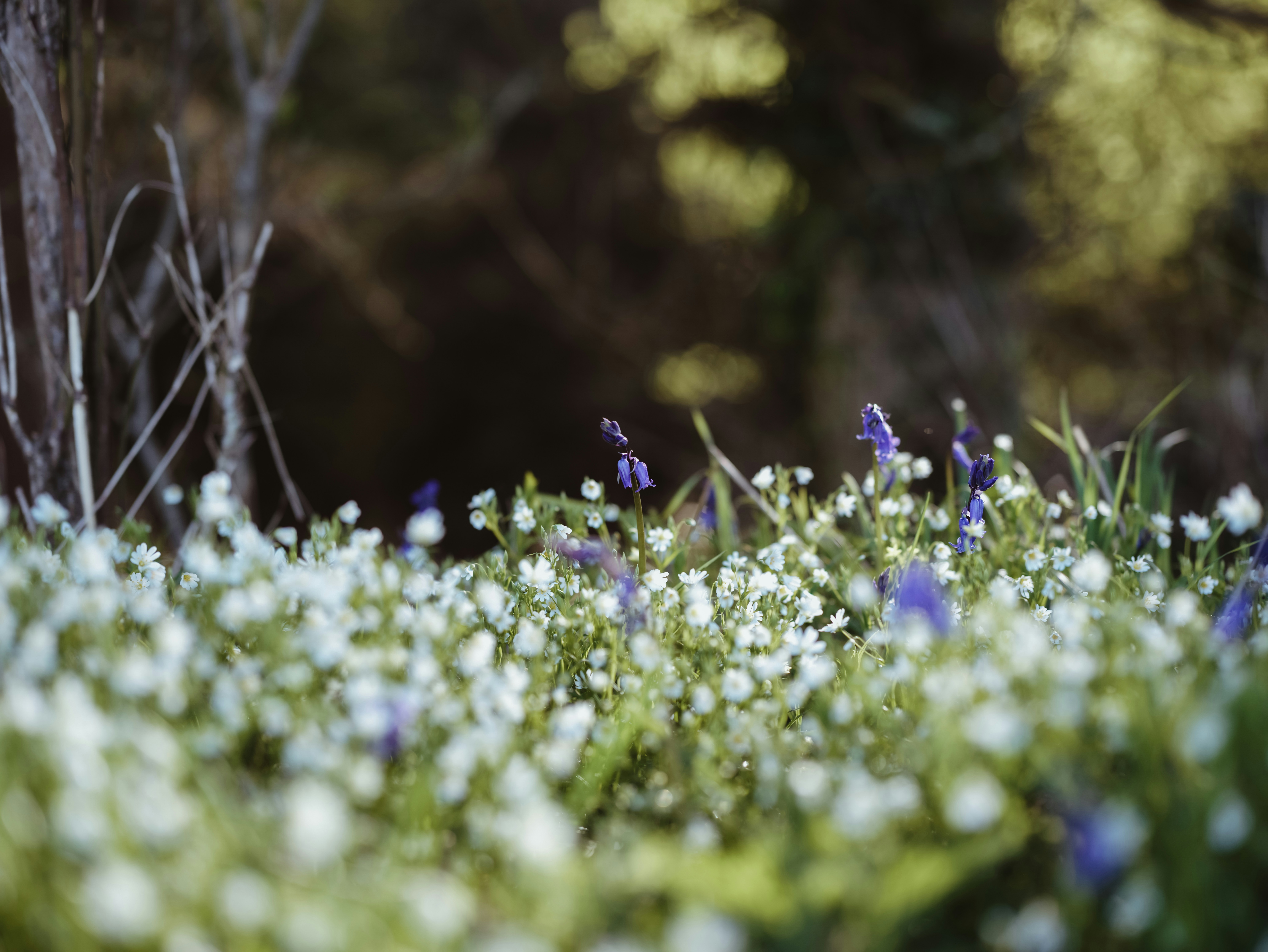 Photo by anniespratt