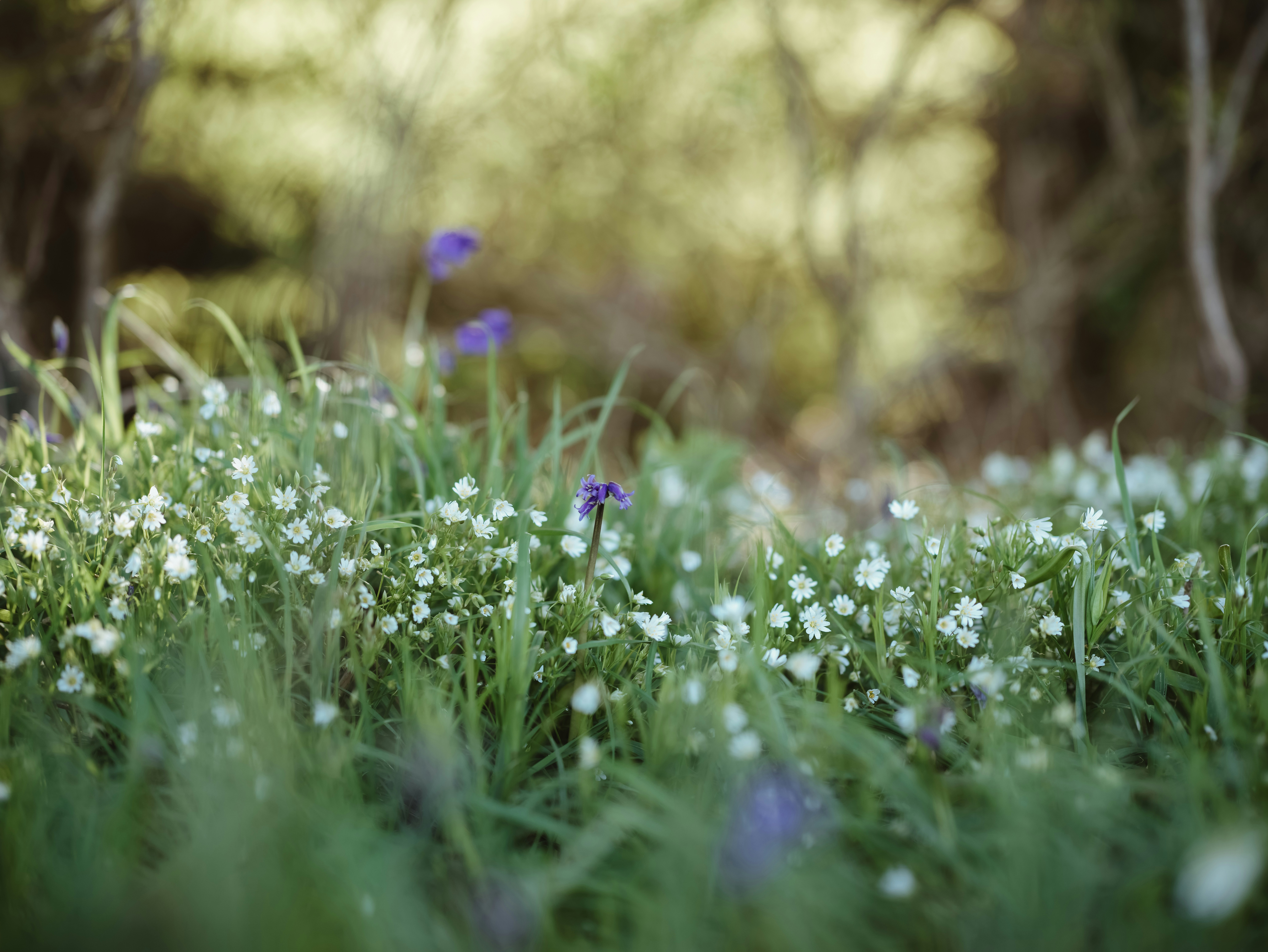 Photo by anniespratt