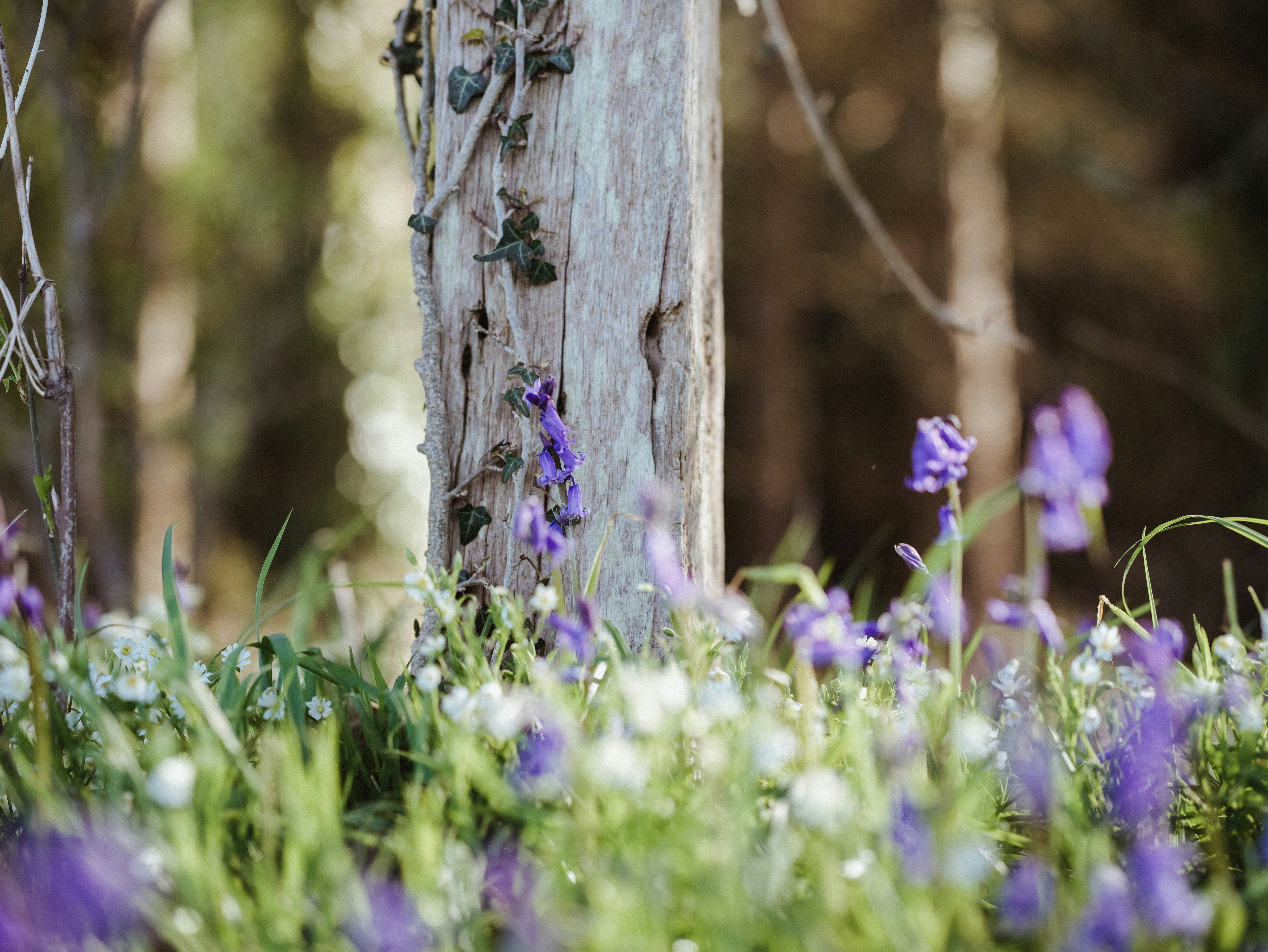 Photo by anniespratt