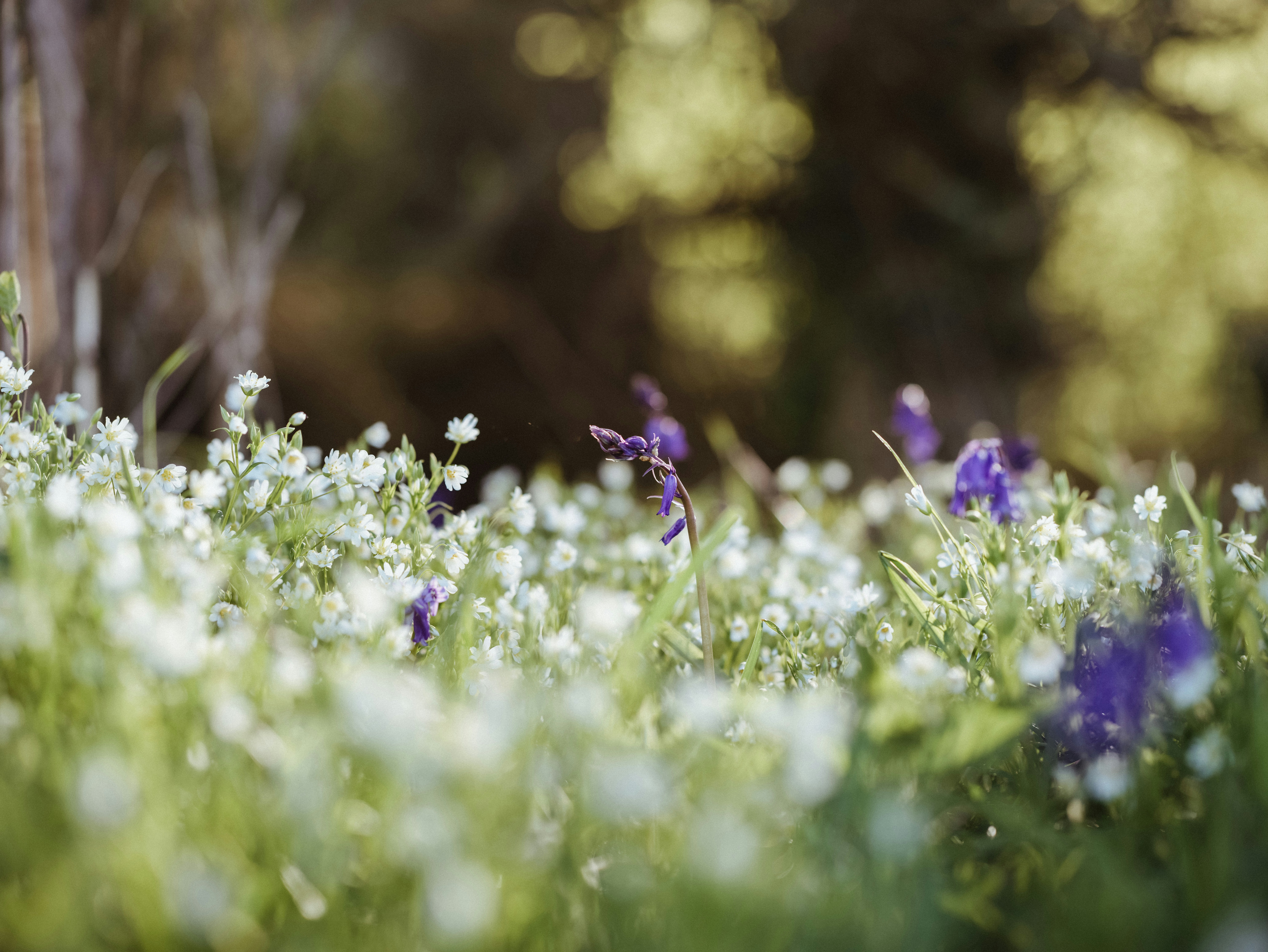 Photo by anniespratt