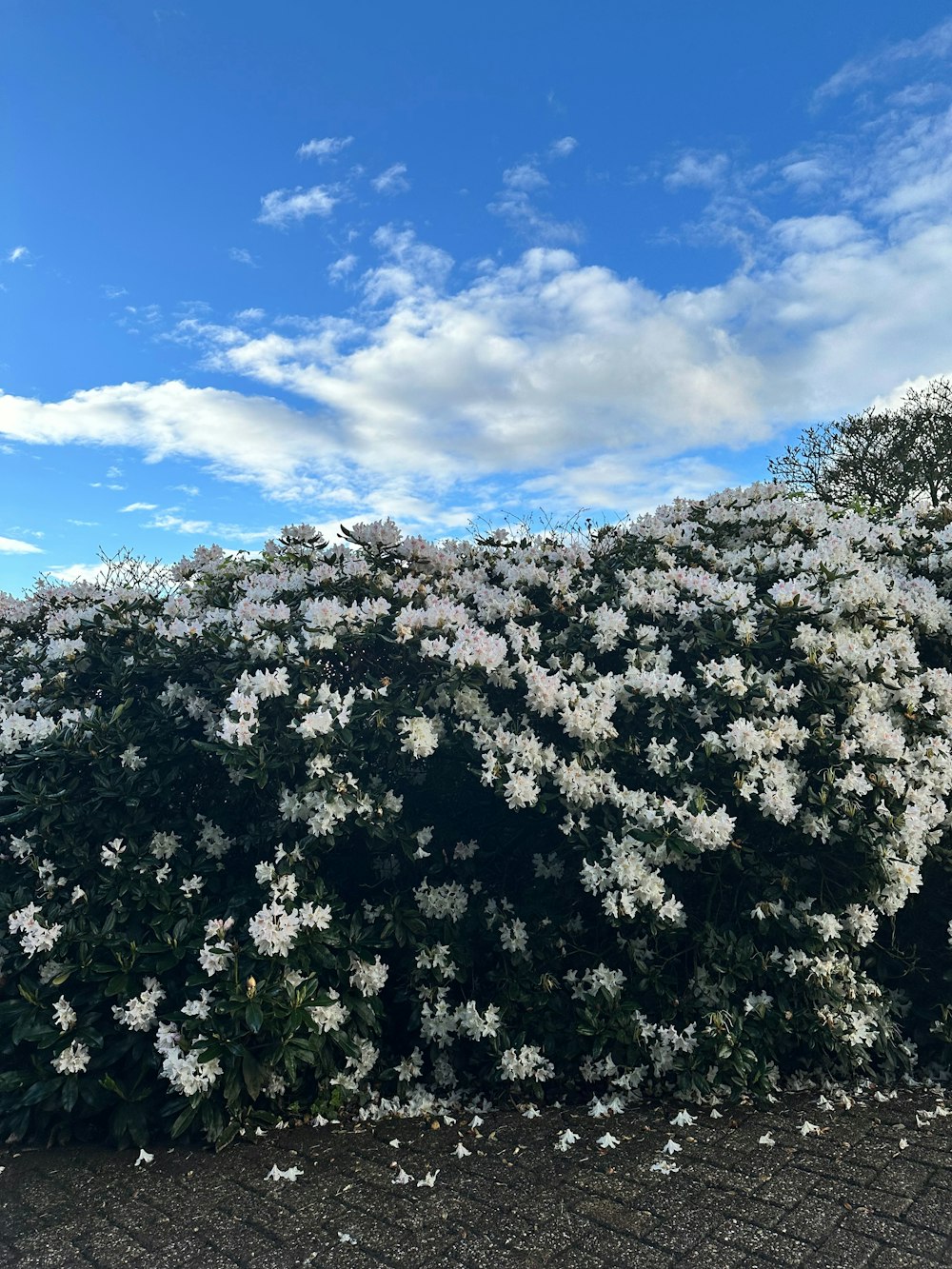 a bush of white flowers with a blue sky in the background