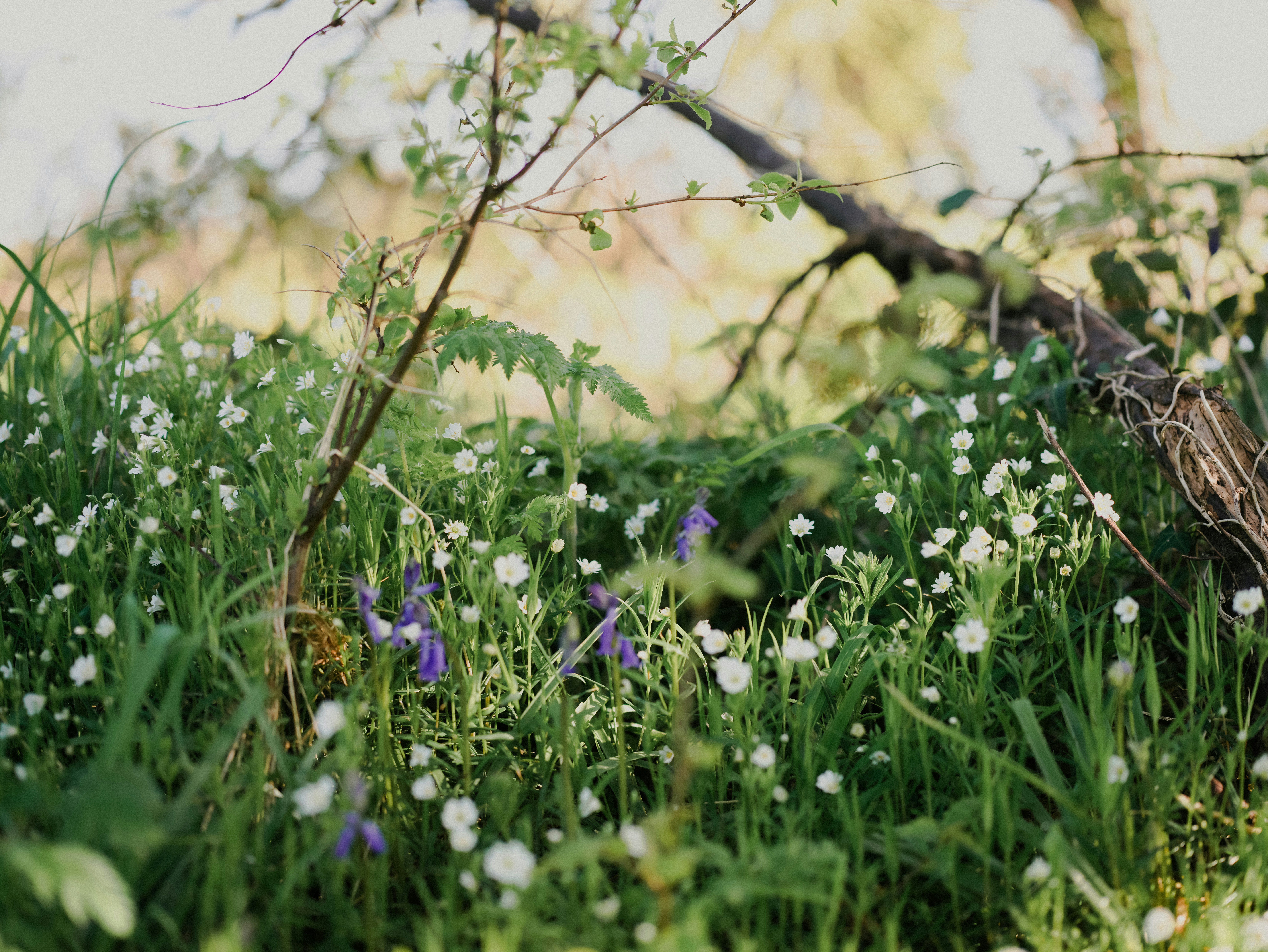 Photo by anniespratt