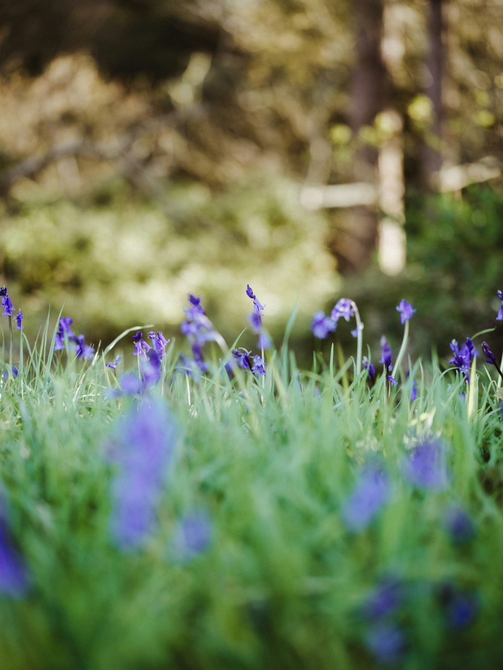 a bunch of purple flowers that are in the grass