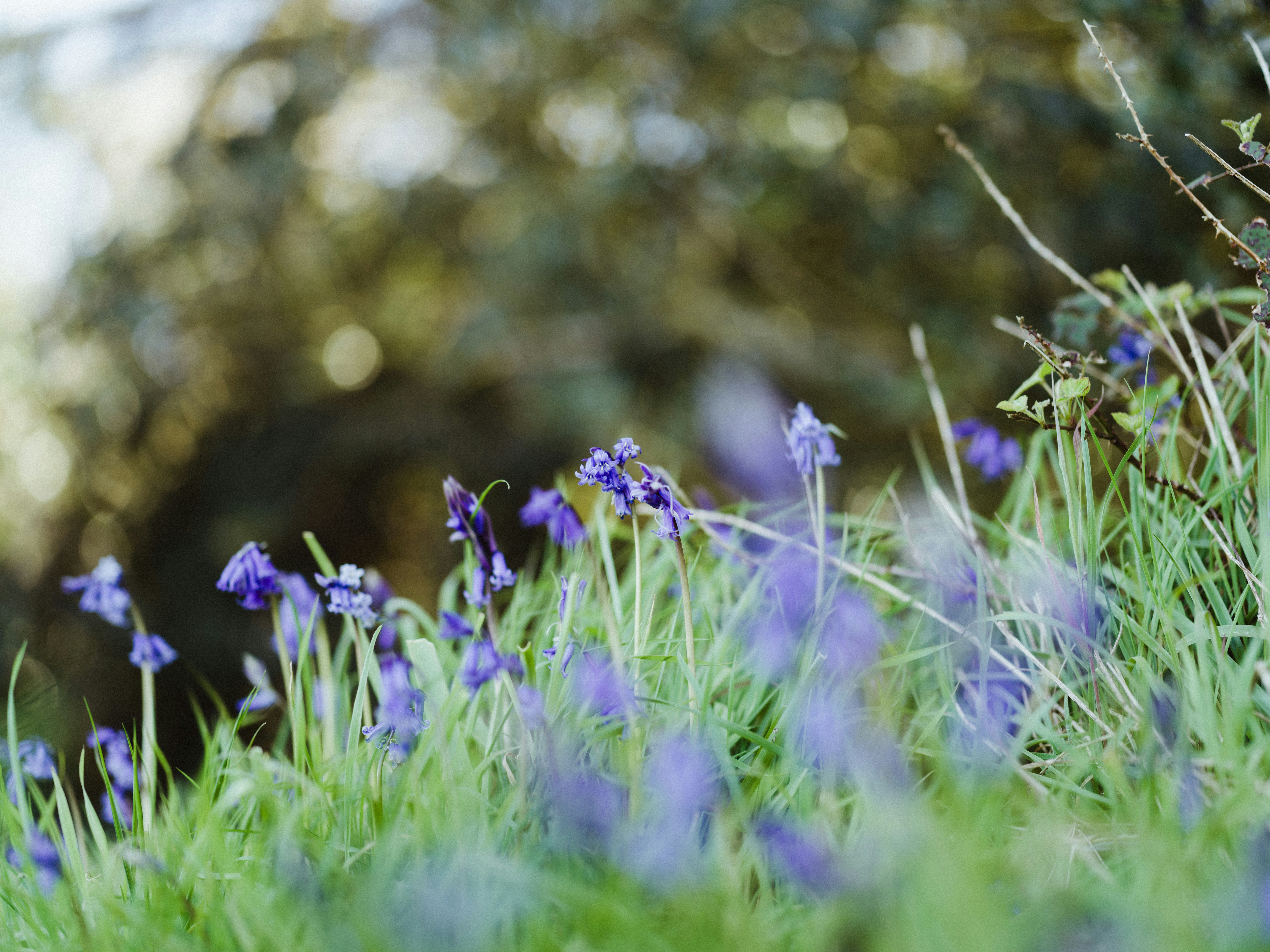 Photo by anniespratt