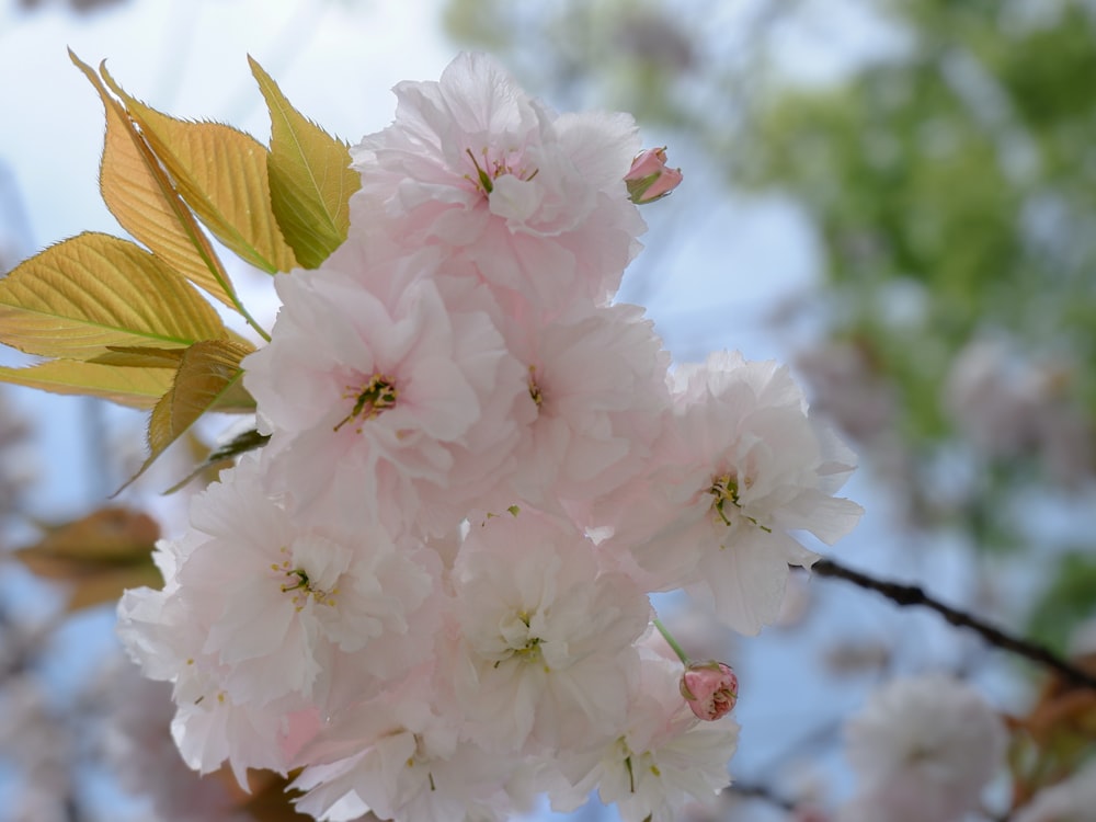 a bunch of flowers that are on a tree