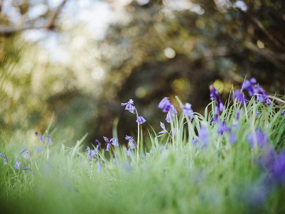 a bunch of flowers that are in the grass