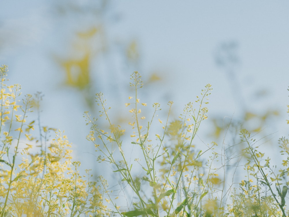 um ramo de flores amarelas em um campo