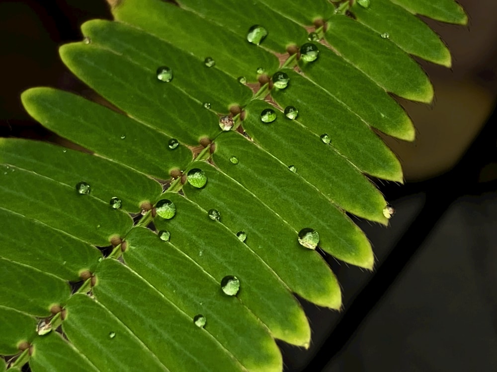 a close up of a green leaf with drops of water on it