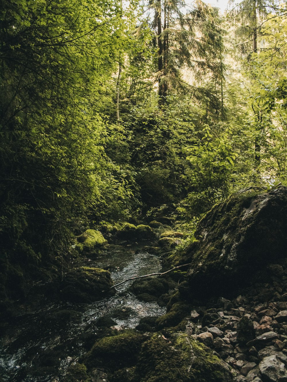 a stream running through a lush green forest