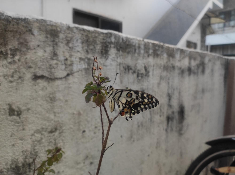 a butterfly sitting on top of a plant next to a wall