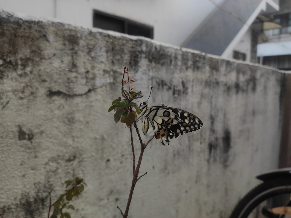 a butterfly sitting on top of a plant next to a wall